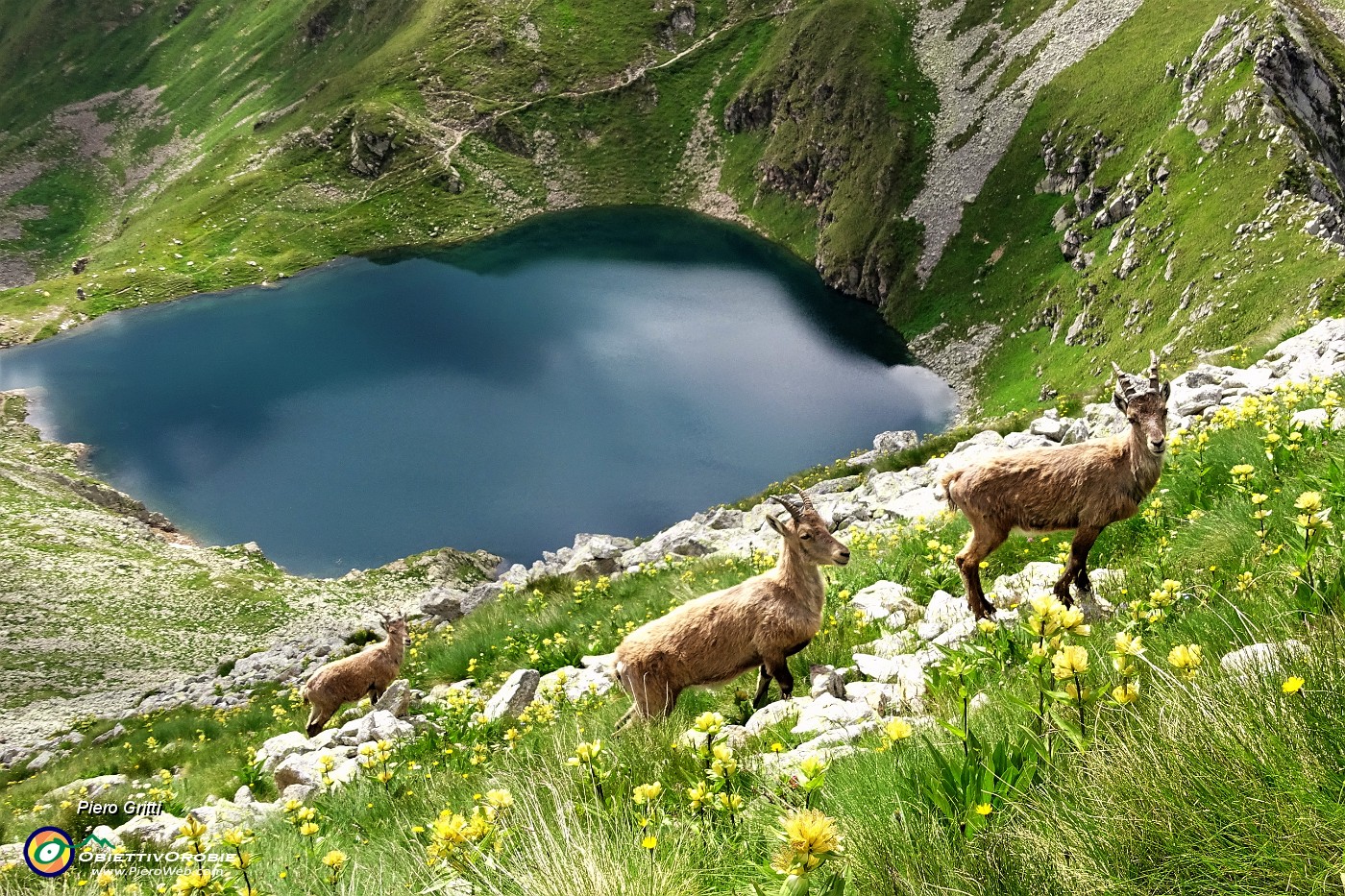 69 Gli altri stambecchi brucano tranquilli tra le genziane sopra il Lago Moro.JPG
